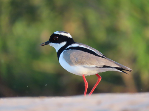 Pied Plover (Hoploxypterus cayanus), photo 4