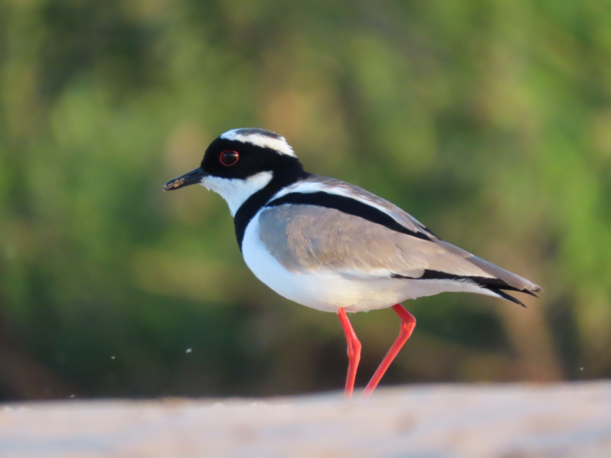 Pied Plover (Hoploxypterus cayanus), photo 5