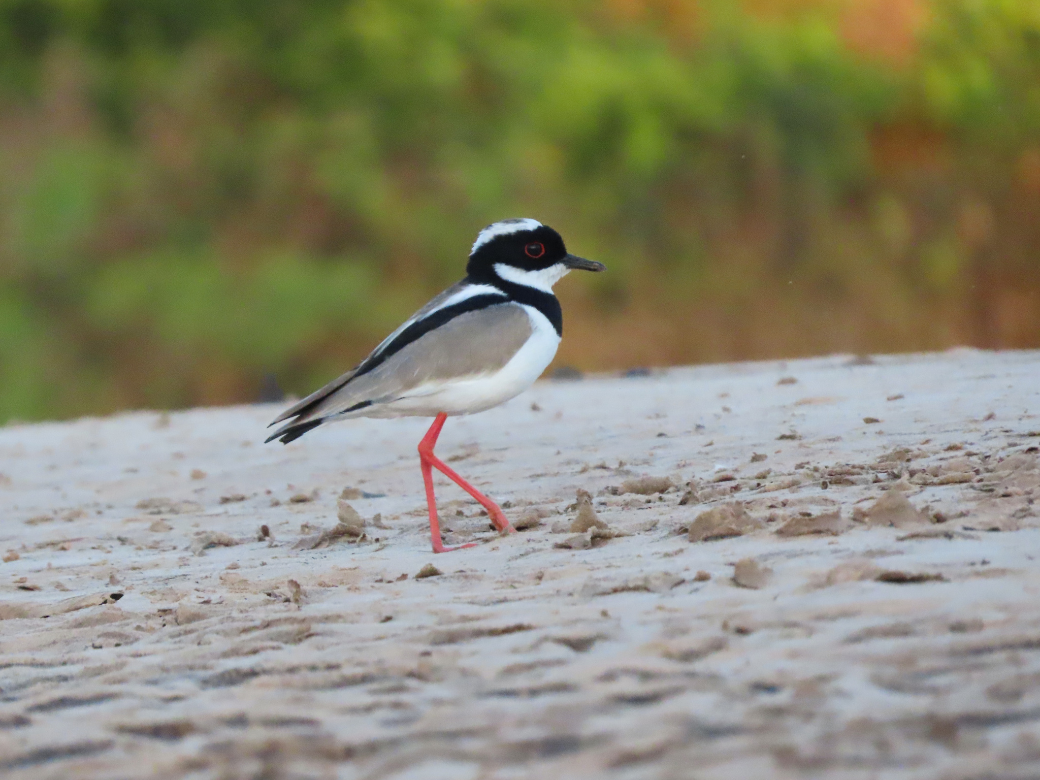 Pied Plover (Hoploxypterus cayanus), photo 6