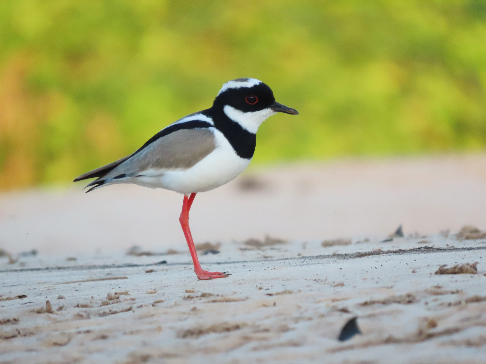 Pied Plover (Hoploxypterus cayanus), photo 7
