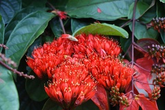 Combretum grandiflorum