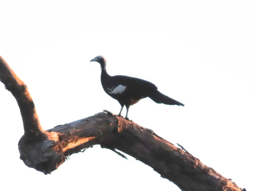 Blue-throated Piping Guan (Pipile cumanensis), photo 6