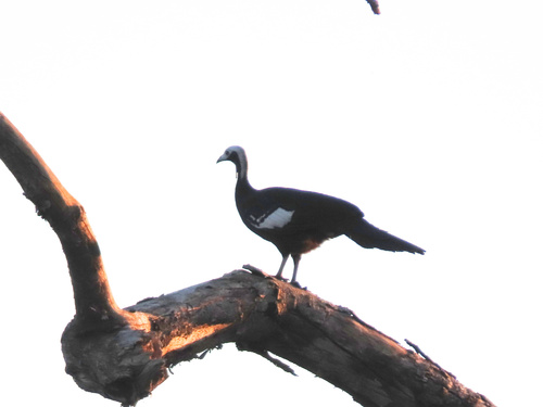 Blue-throated Piping Guan (Pipile cumanensis), photo 7