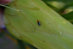 Chirodica