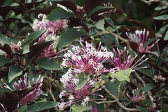 Clerodendrum quadriloculare