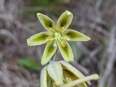 Fritillaria viridea