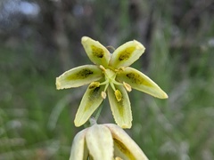 Fritillaria viridea