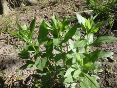 Physostegia correllii