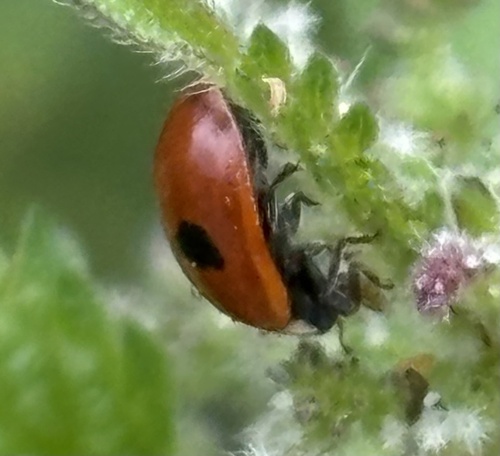 Two-spotted Lady Beetle
