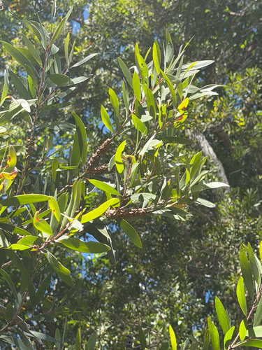 Melaleuca quinquenervia, 2026-06-20