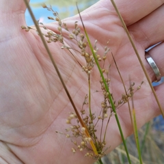 Juncus kraussii