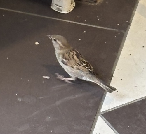 House Sparrow