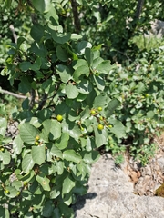 Frangula rupestris, photograph (c) Javna ustanova Park prirode Velebit, some rights reserved (CC BY)