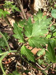 Phacelia bipinnatifida