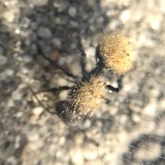 Dasymutilla atricauda