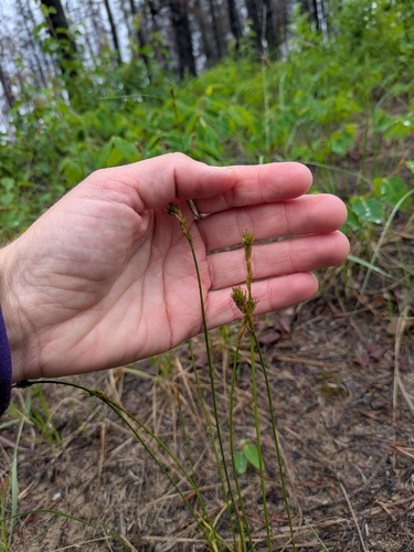 Carex siccata, photograph 6