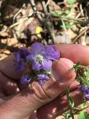 Phacelia bipinnatifida