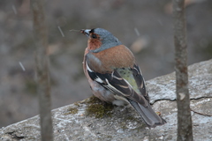 Fringilla coelebs