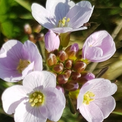 Cardamine pratensis