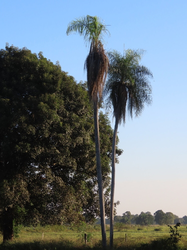 Acrocomia totai, photograph 6