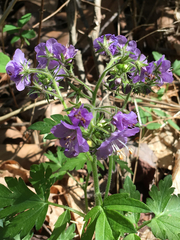 Phacelia bipinnatifida