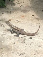 Leiocephalus psammodromus