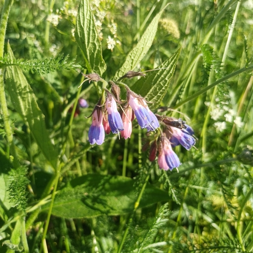 Symphytum officinale observed 2026-06-22