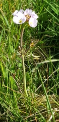 Cardamine pratensis