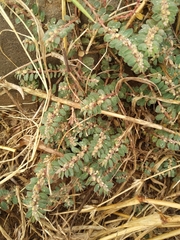 Euphorbia oranensis