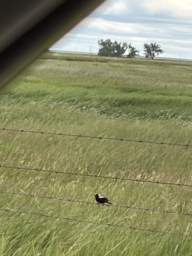 Bobolink