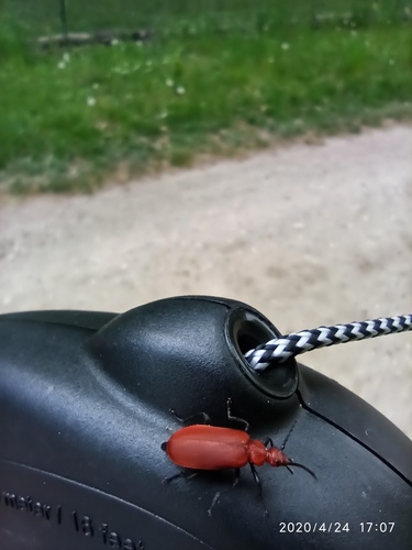 Pyrochroa serraticornis