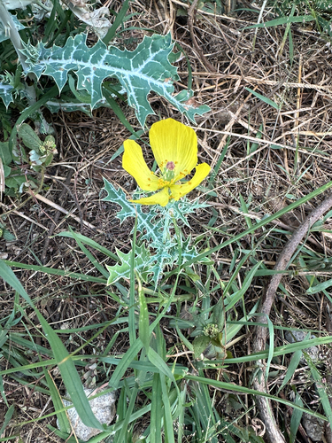Argemone mexicana, 2026-06-20
