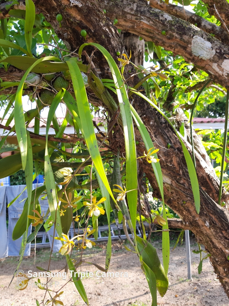 Encyclia stellata