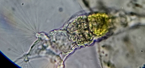 Collotheca ornata