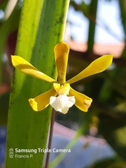 Encyclia stellata