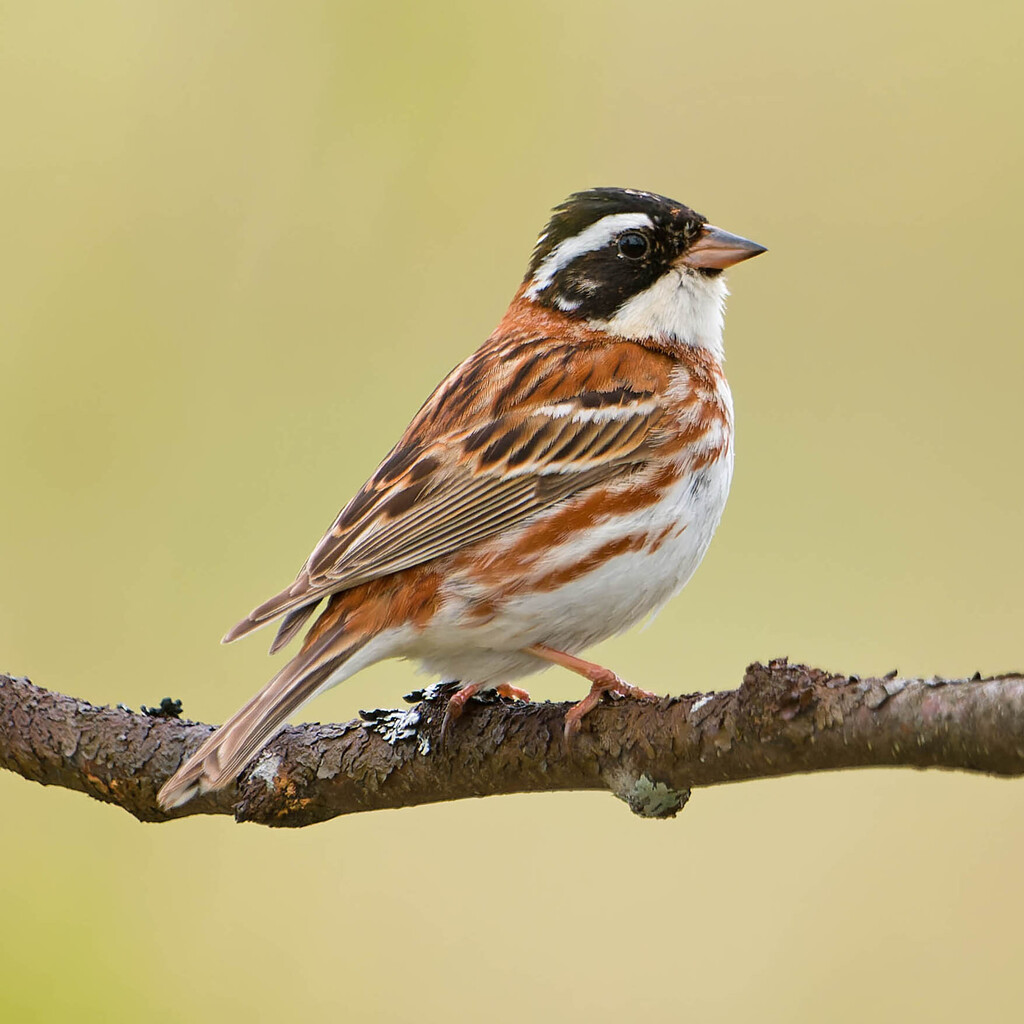 Rustic Bunting