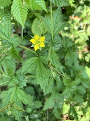Geum urbanum