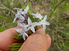 Amsonia ciliata