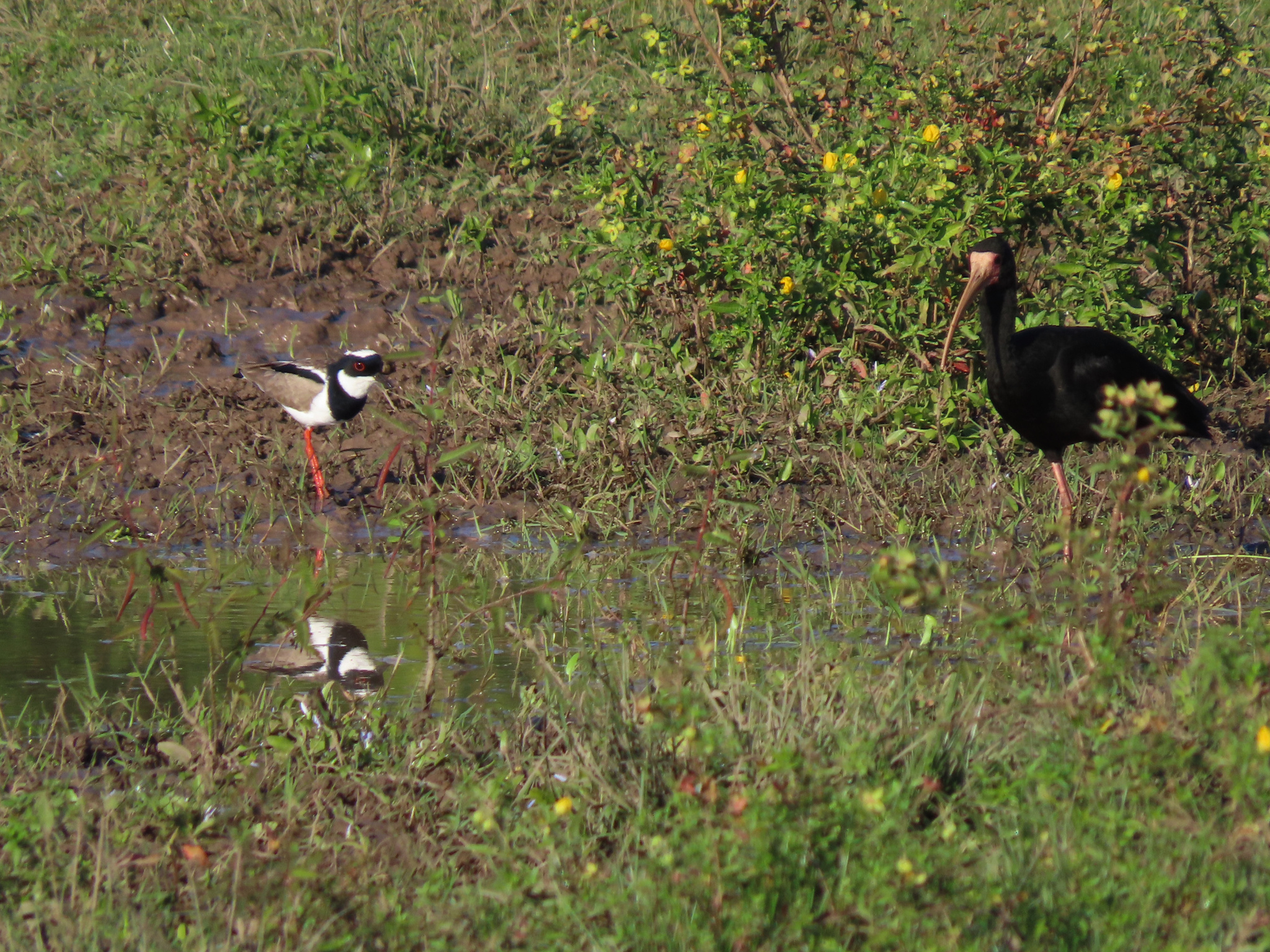 Pied Plover (Hoploxypterus cayanus), photo 8