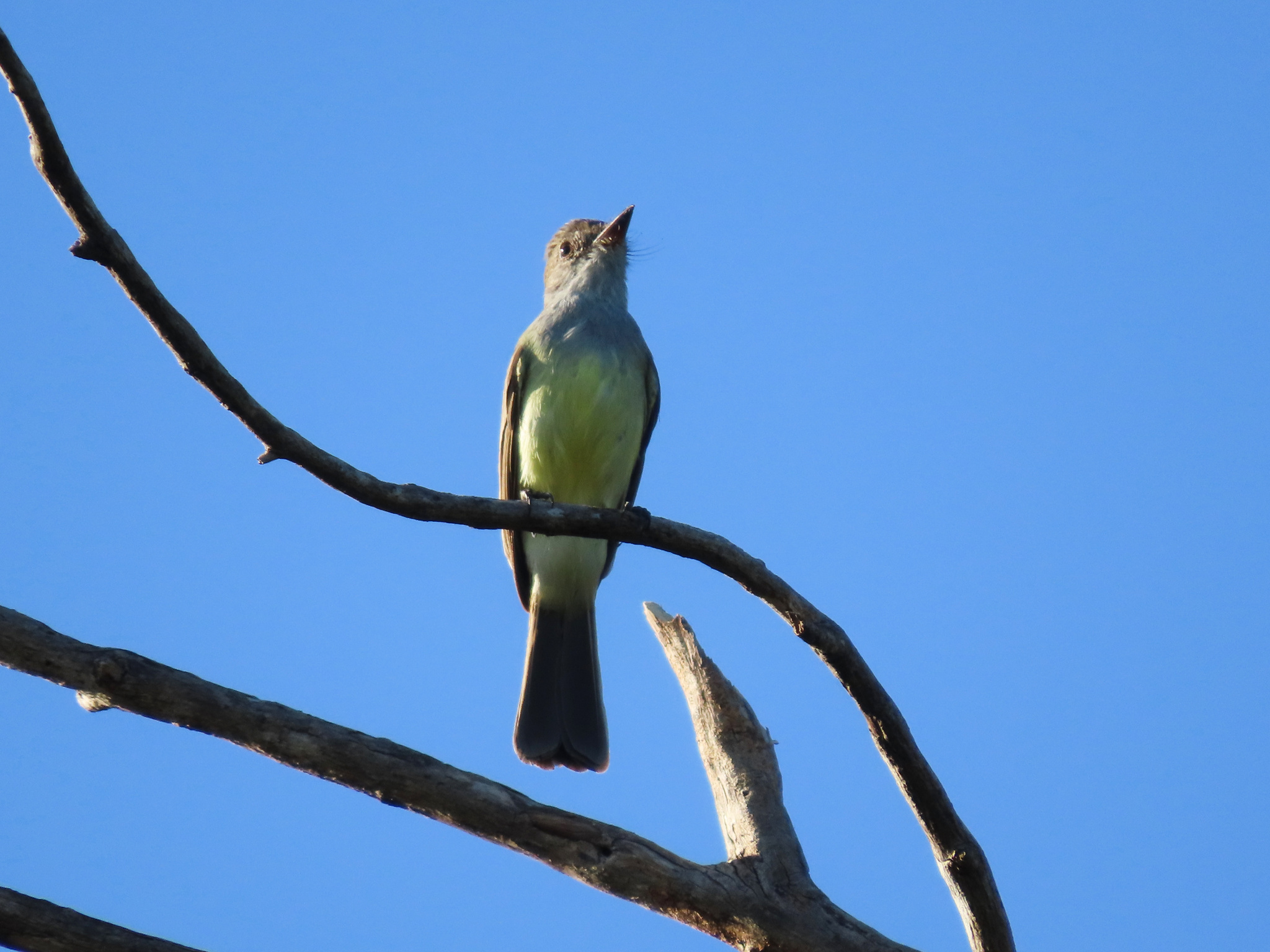 Short-crested Flycatcher (Myiarchus ferox), photo 10