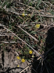 Potentilla erecta