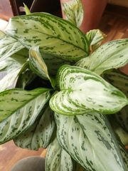 Aglaonema crispum