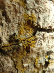 Candelariella xanthostigma