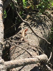 Plestiodon laticeps