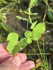 Marsilea vestita, photograph (c) Sam Kieschnick, some rights reserved (CC BY)