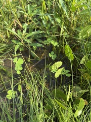 Marsilea vestita, photograph (c) Sam Kieschnick, some rights reserved (CC BY)
