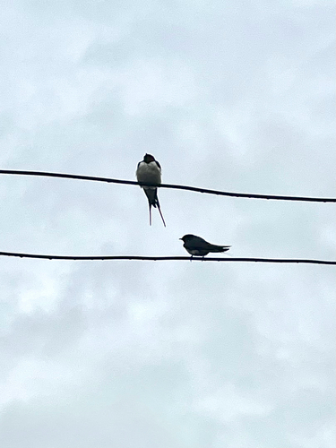 Barn Swallow