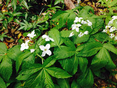 Cardamine heptaphylla