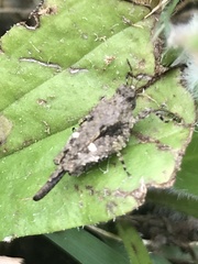 Paratettix mexicanus