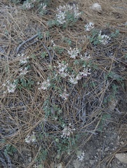 Monardella nana